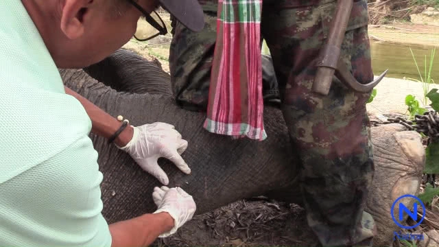 แจ้งความกำนันดังนครศรีธรรมราช ยิงช้างบาดเจ็บหนัก