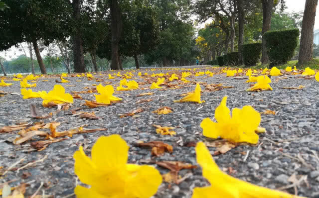 "เหลืองปรีดียาธร" บานสะพรั่งเหลืองอร่ามรับลมร้อน