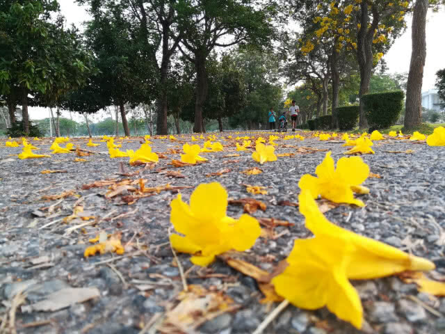 "เหลืองปรีดียาธร" บานสะพรั่งเหลืองอร่ามรับลมร้อน