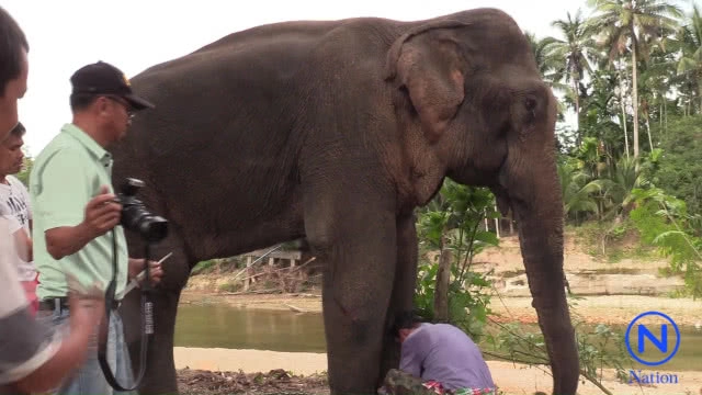 แจ้งความกำนันดังนครศรีธรรมราช ยิงช้างบาดเจ็บหนัก