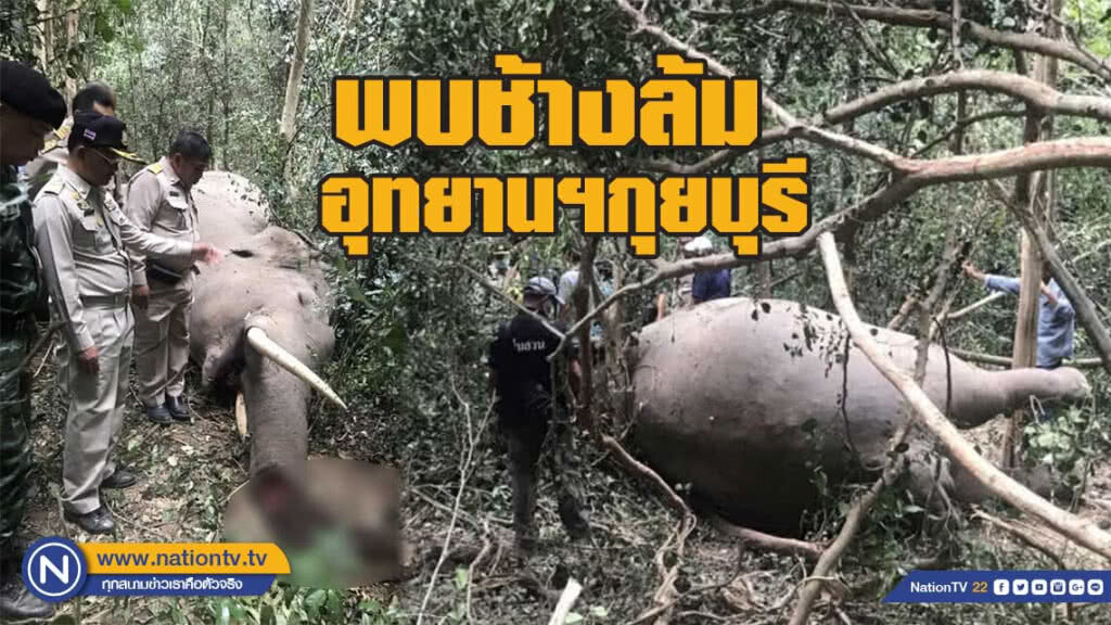 ช้างล้มในพื้นที่อุทยานแห่งชาติกุยบุรี คาดต่อสู้กันแล้วพลัดตกเขา