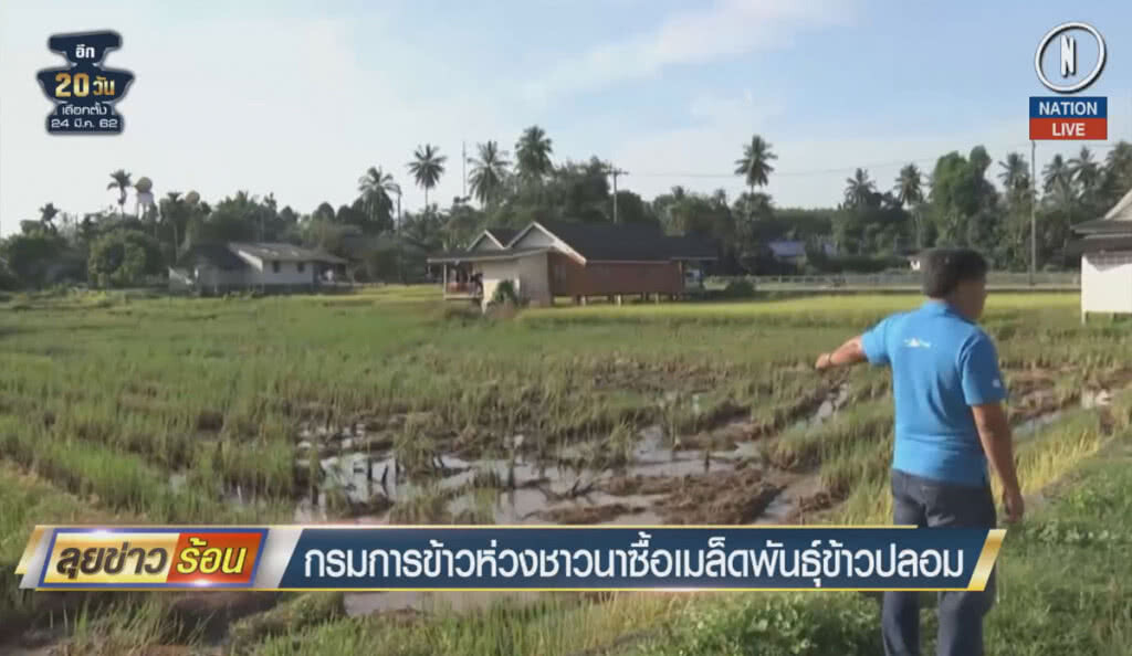 (คลิปข่าว) กรมการข้าวห่วงชาวนาซื้อเมล็ดพันธุ์ข้าวปลอม