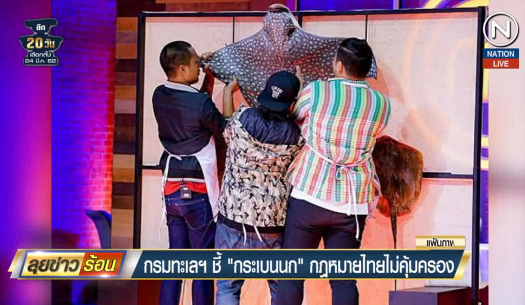 (คลิปข่าว) กรมทะเลฯ ชี้ "กระเบนนก" กฎหมายไทยไม่คุ้มครอง