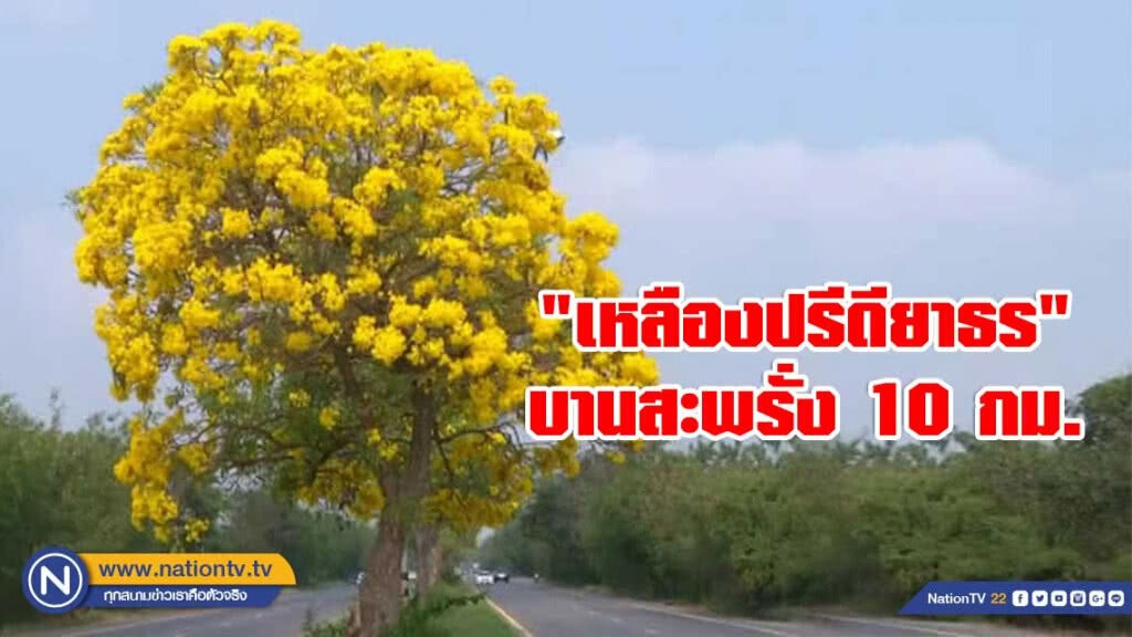 "เหลืองปรีดียาธร" บานสะพรั่ง10กิโลเมตร "เหลืองปรีดียาธร" บานสะพรั่ง10กิโลเมตร