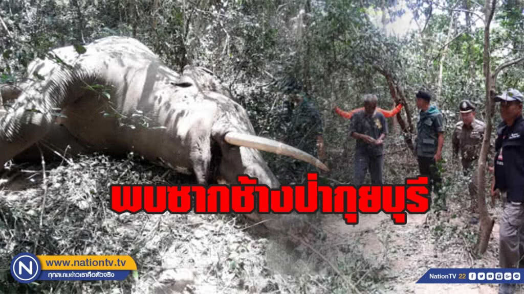 (คลิป)พบซากช้าง"งายาว"ป่ากุยบุรี คาดถูกโขลงล้มแย่งชิงจ่าฝูง