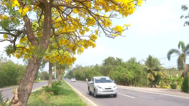 "เหลืองปรีดียาธร" บานสะพรั่ง10กิโลเมตร