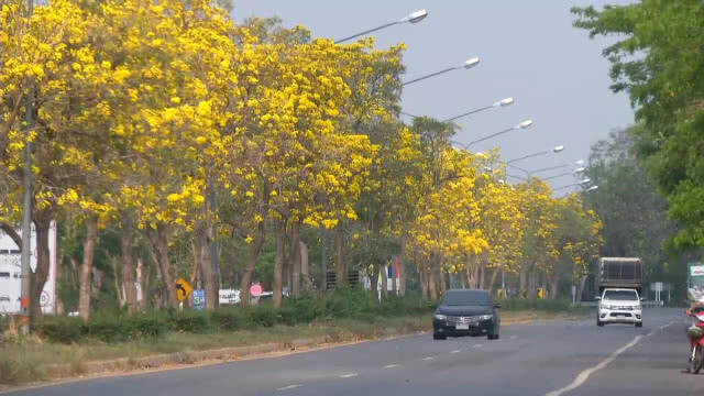 "เหลืองปรีดียาธร" บานสะพรั่ง10กิโลเมตร