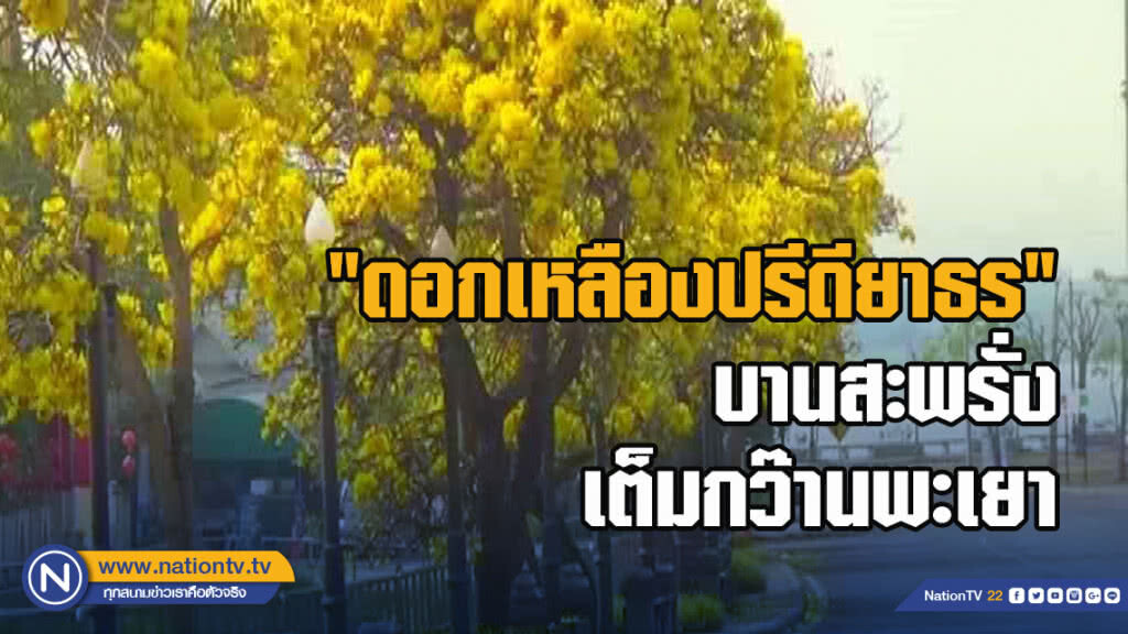 "ดอกเหลืองปรีดียาธร" บานสะพรั่งเต็มกว๊านพะเยา