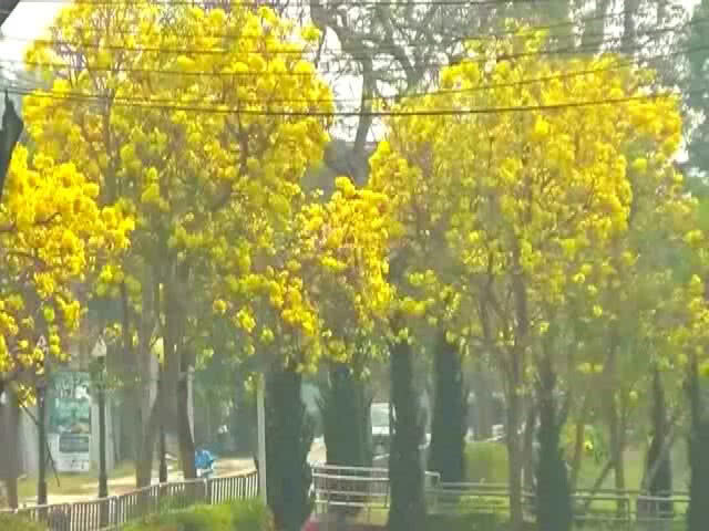 "ดอกเหลืองปรีดียาธร" บานสะพรั่งเต็มกว๊านพะเยา