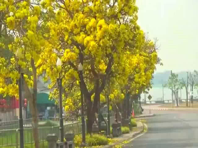 "ดอกเหลืองปรีดียาธร" บานสะพรั่งเต็มกว๊านพะเยา