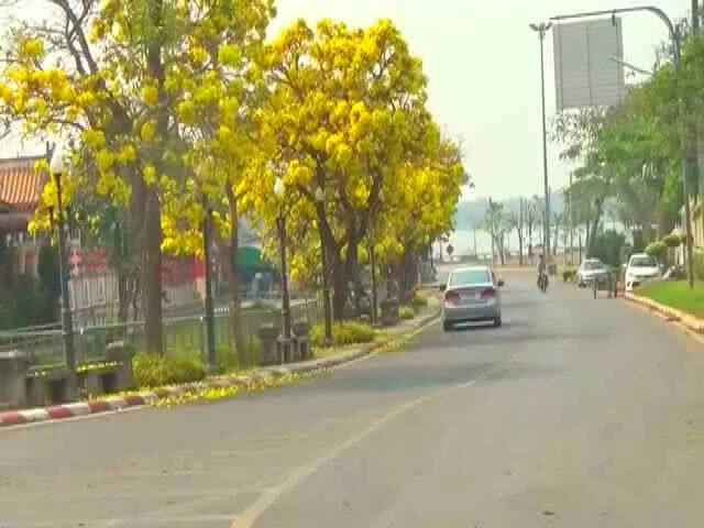 "ดอกเหลืองปรีดียาธร" บานสะพรั่งเต็มกว๊านพะเยา