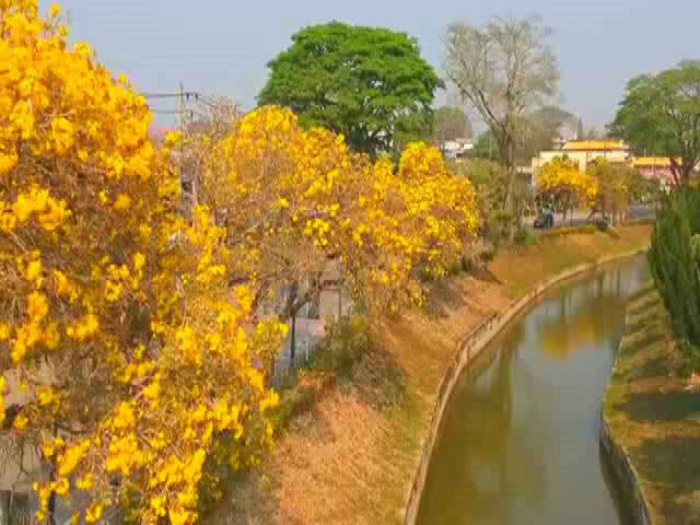 "ดอกเหลืองปรีดียาธร" บานสะพรั่งเต็มกว๊านพะเยา