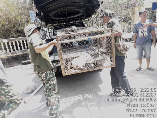 จับลิงจอมป่วน ก่อกวนชาวบ้านตลาดน้ำบางน้อย