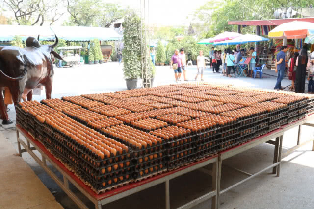 แห่แก้บนไข่ไก่นับหมื่นฟอง ที่วัดสว่างอารมณ์