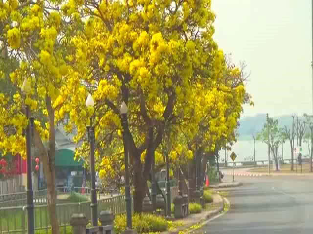 "ดอกเหลืองปรีดียาธร" บานสะพรั่งเต็มกว๊านพะเยา