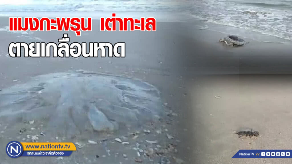 แมงกะพรุน เต่าทะเล ตายเกลื่อนหาด (มีคลิป)