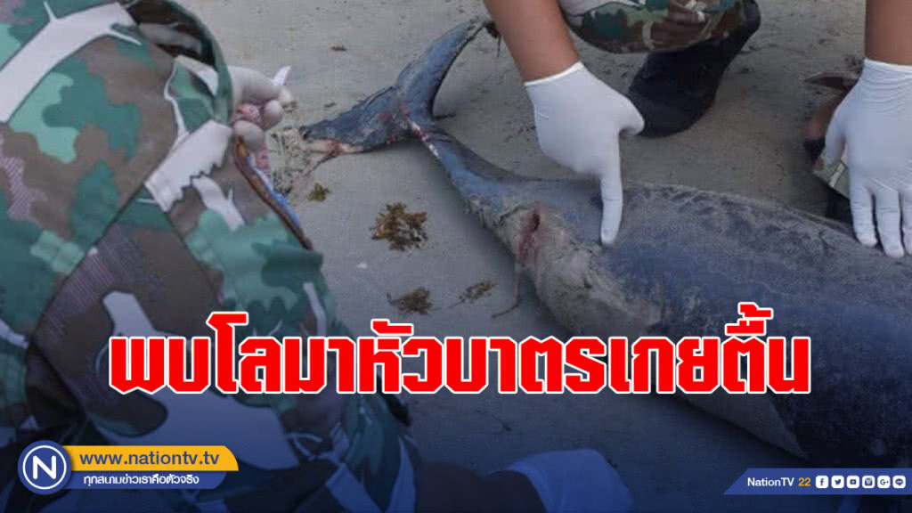 พบโลมาหัวบาตรเกยตื้นหน้าหาดทรายขาว​ เกาะช้าง คาดเสียชีวิตจากอุบัติเหตุทางเรือ