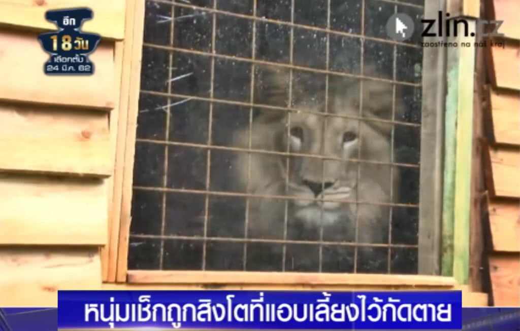 (คลิปข่าว) หนุ่มเช็กถูกสิงโตที่แอบเลี้ยงไว้หลังบ้านกัดตาย