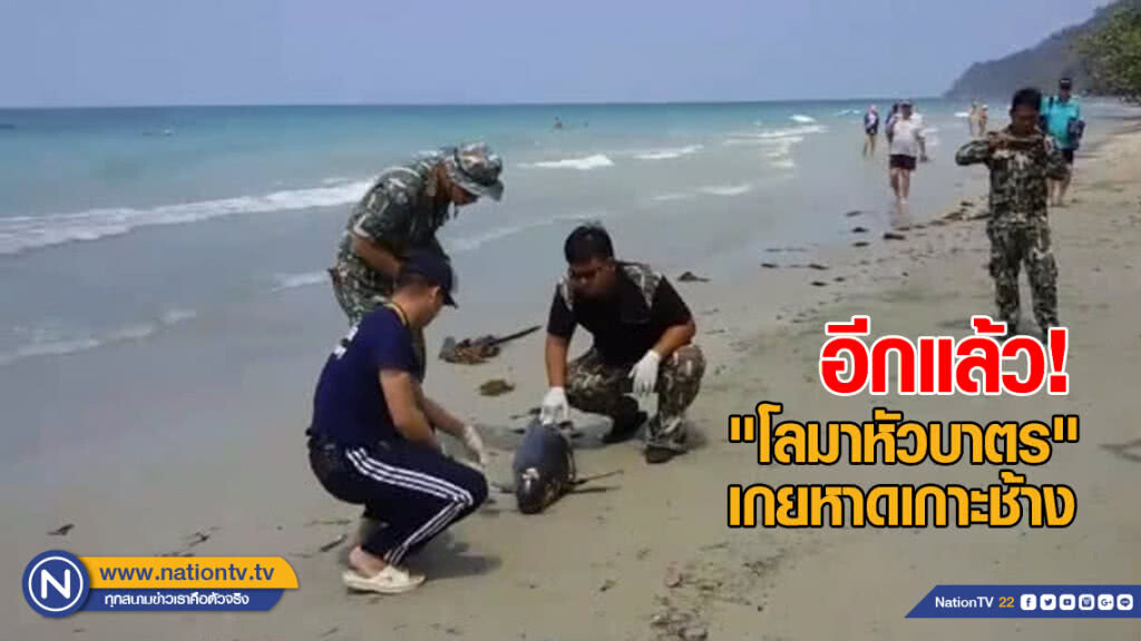 "โลมาหัวบาตร" เกยหาดเกาะช้างอีกแล้ว "โลมาหัวบาตร" เกยหาดเกาะช้างอีกแล้ว