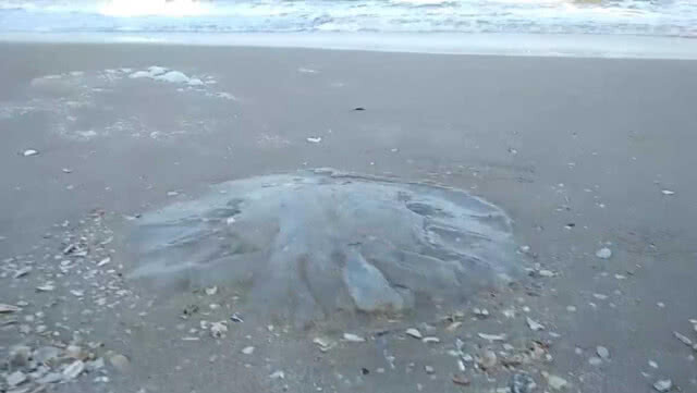 แมงกะพรุน เต่าทะเล ตายเกลื่อนหาด (มีคลิป)