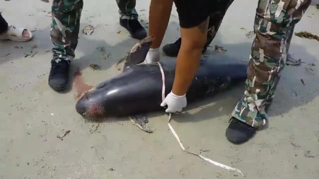 "โลมาหัวบาตร" เกยหาดเกาะช้างอีกแล้ว