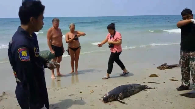 "โลมาหัวบาตร" เกยหาดเกาะช้างอีกแล้ว