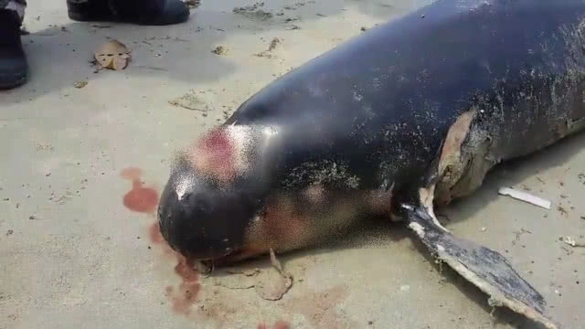 "โลมาหัวบาตร" เกยหาดเกาะช้างอีกแล้ว