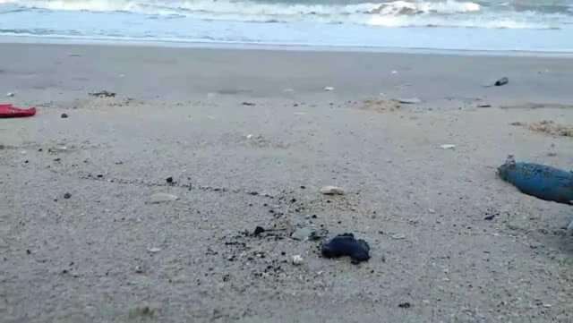 แมงกะพรุน เต่าทะเล ตายเกลื่อนหาด (มีคลิป)