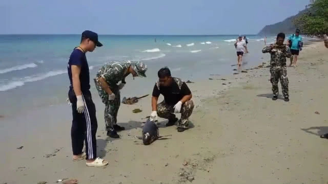 "โลมาหัวบาตร" เกยหาดเกาะช้างอีกแล้ว