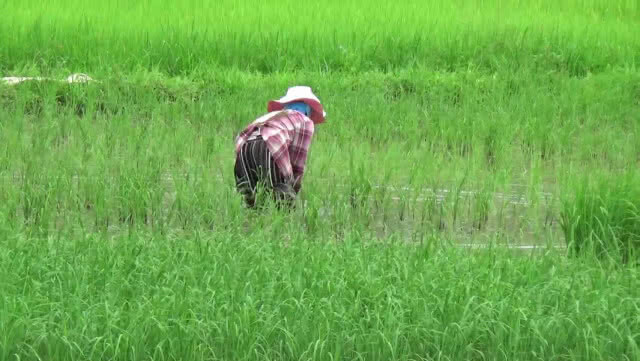 พปชร.ออกคลิปย้ำนโยบาย "ข้าว" ต้องช่วย "ชาวนา"