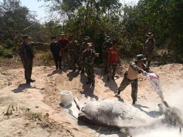 สุดยื้อชีวิตกระทิงดงใหญ่ หลังเจ้าหน้าที่พยายามช่วยเหลือเต็มที่