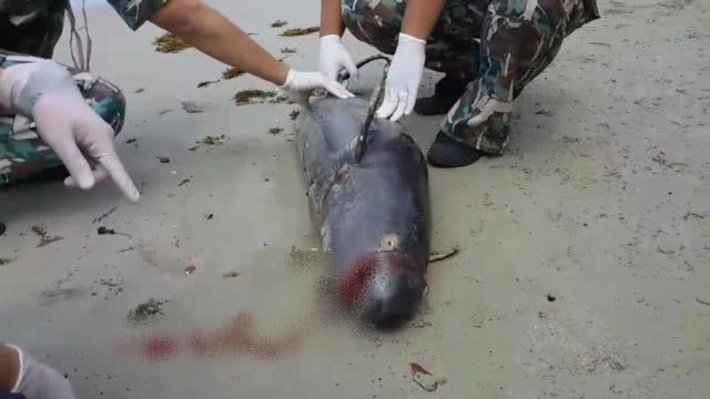 "โลมาหัวบาตร" เกยหาดเกาะช้างอีกแล้ว