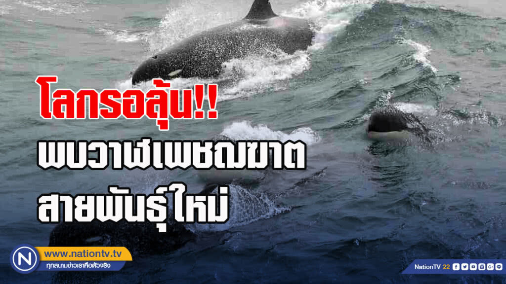 โลกรอลุ้น!! พบวาฬเพชฌฆาตสายพันธุ์ใหม่