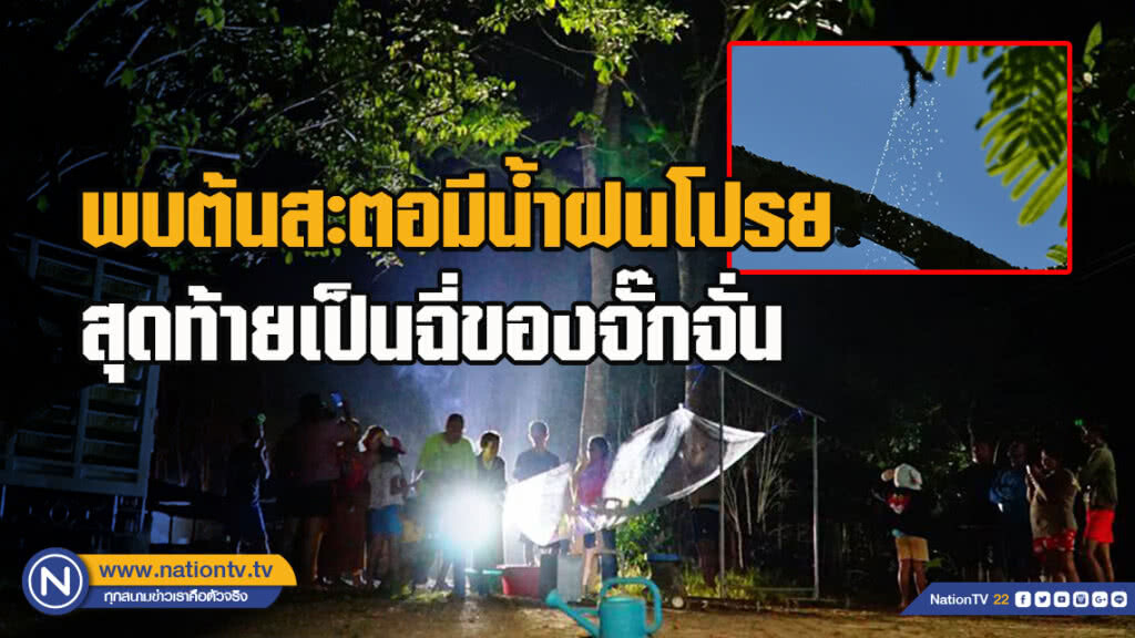 พบต้นสะตอมีน้ำฝนโปรยลงมา สุดท้ายเป็นแค่ฉี่ของจั๊กจั่น แต่ชาวบ้านยังไม่ปักใจเชื่อ พบต้นสะตอมีน้ำฝนโปรยลงมา สุดท้ายเป็นแค่ฉี่ของจั๊กจั่น แต่ชาวบ้านยังไม่ปักใจเชื่อ