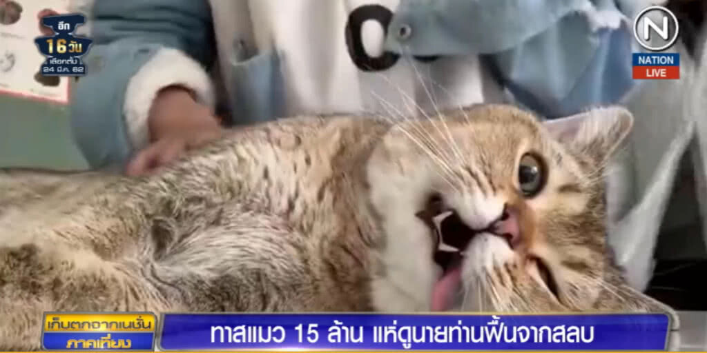 (คลิปข่าว) ทาสแมว 15 ล้านคน แห่ดูนายท่านฟื้นจากสลบ (คลิปข่าว) ทาสแมว 15 ล้านคน แห่ดูนายท่านฟื้นจากสลบ
