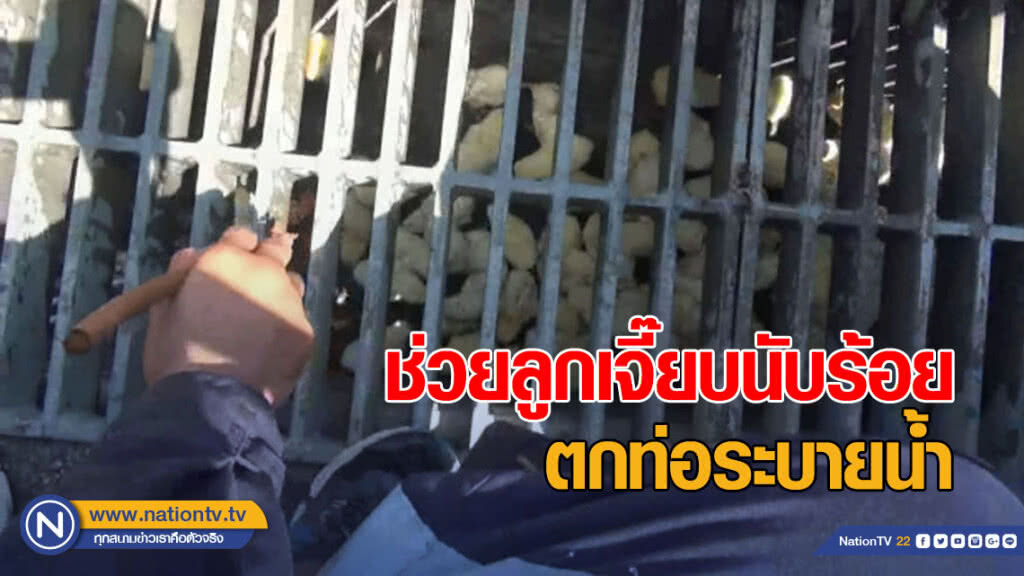 ชุลมุน ..ช่วยลูกเจี๊ยบนับร้อยตัวตกท่อระบายน้ำ ชุลมุน ..ช่วยลูกเจี๊ยบนับร้อยตัวตกท่อระบายน้ำ