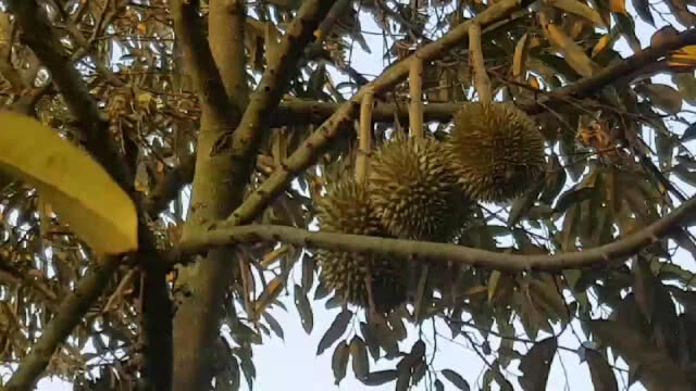 สวนทุเรียน "ออร์แกนิกส์" เอาใจนักชิมสายสุขภาพ