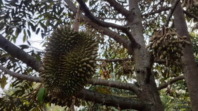 สวนทุเรียน "ออร์แกนิกส์" เอาใจนักชิมสายสุขภาพ