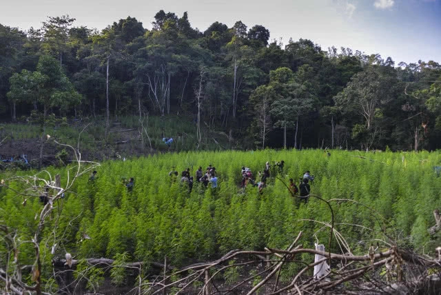 "เนวิน ชิดชอบ" หนุนกัญชาเสรีสุดตัว  ลั่น"ภูมิใจไทย" ทำไม่ได้ จะออกมาไล่เอง