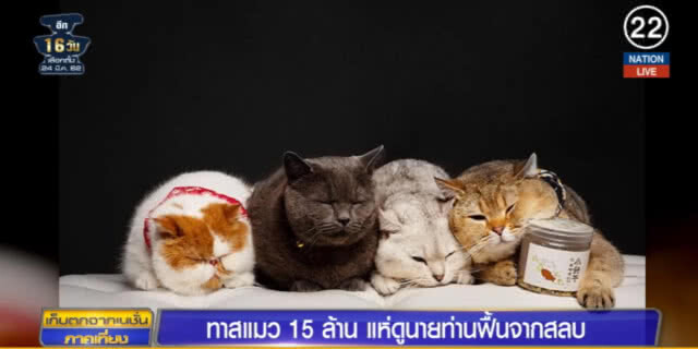 (คลิปข่าว) ทาสแมว 15 ล้านคน แห่ดูนายท่านฟื้นจากสลบ