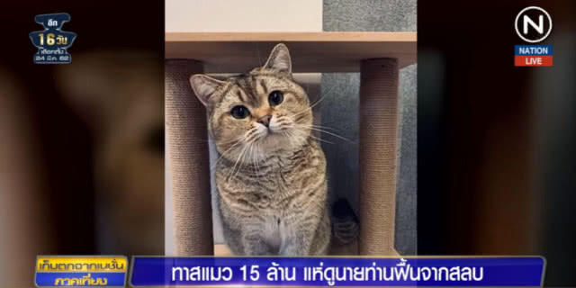 (คลิปข่าว) ทาสแมว 15 ล้านคน แห่ดูนายท่านฟื้นจากสลบ