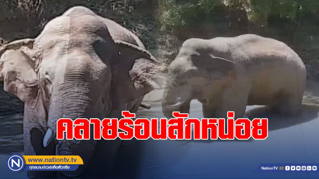 "เจ้างาเดียว"ช้างป่าเขาใหญ่ เล่นน้ำคลายร้อน "เจ้างาเดียว"ช้างป่าเขาใหญ่ เล่นน้ำคลายร้อน
