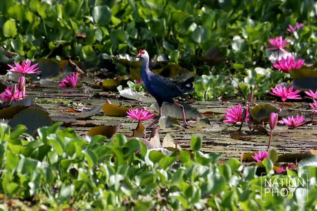 บ่อน้ำศักดิ์สิทธิ์บ้านแหลมบ่อท่อ หนึ่งเดียวในสงขลา ที่ใช้ในพระราชพิธีบรมราชาภิเษก ร. 10