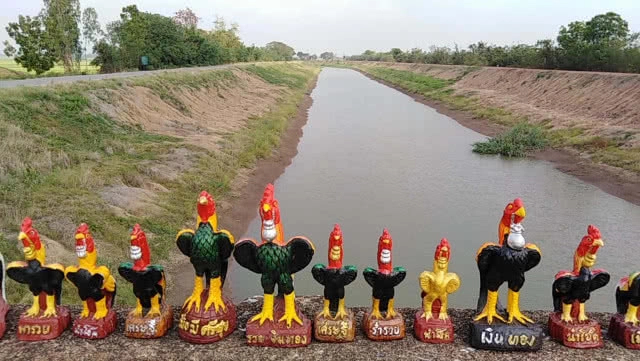 แปลกสะดุดตา "ไก่พระนเรศวร" ตั้งเต็มราวสะพานสองฝั่ง