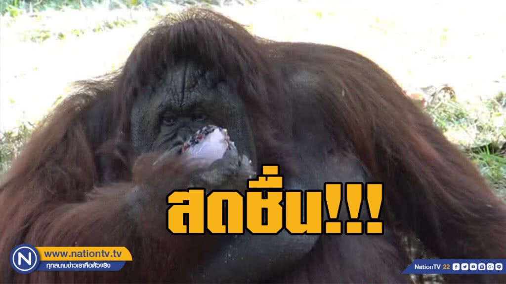 นำผลไม้แช่เย็น ช่วยสัตว์คลายร้อน