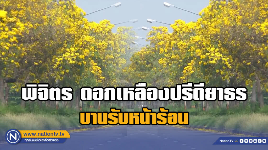 ดอกเหลืองปรีดียาธรบานรับหน้าร้อน ที่พิจิตร