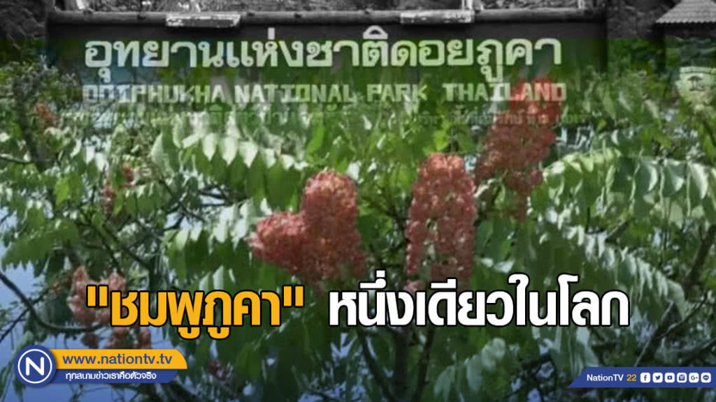 "ชมพูภูคา" หนึ่งเดียวในโลก บานสะพรั่งที่ "ดอยภูคา"