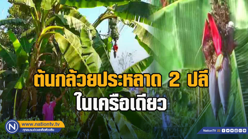 ฮือฮาพบต้นกล้วยประหลาด 2 ปลีในเครือเดียว