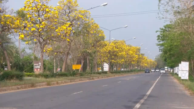 ดอกเหลืองปรีดียาธรบานรับหน้าร้อน ที่พิจิตร