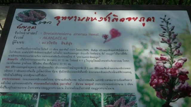 "ชมพูภูคา" หนึ่งเดียวในโลก บานสะพรั่งที่ "ดอยภูคา"